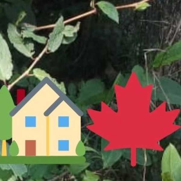 Meerut’s Famous Chaat – A Spicy Delight