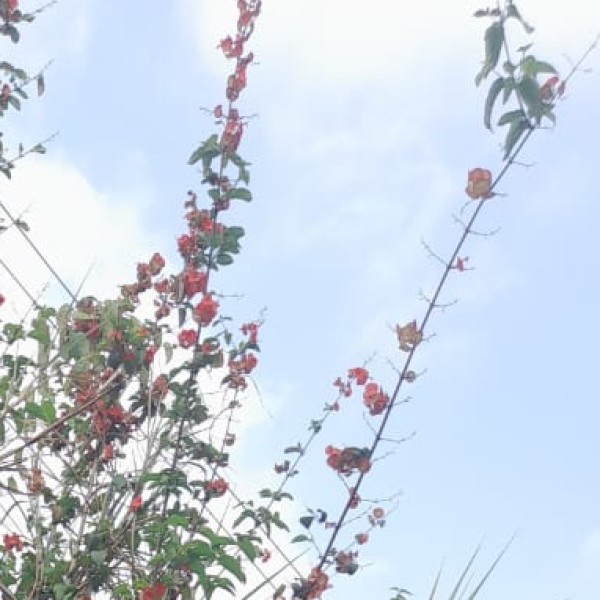 Travel Tips & Safety