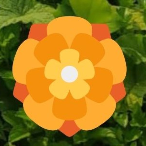 Sunrise Boat Ride on the Ganges