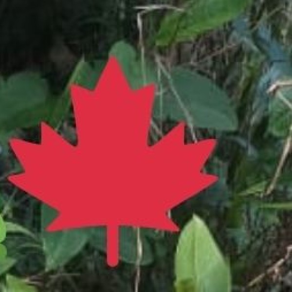 Forest Escapes & Wildlife Havens