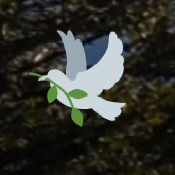 Black-Necked Crane – The Sacred Bird of Ladakh