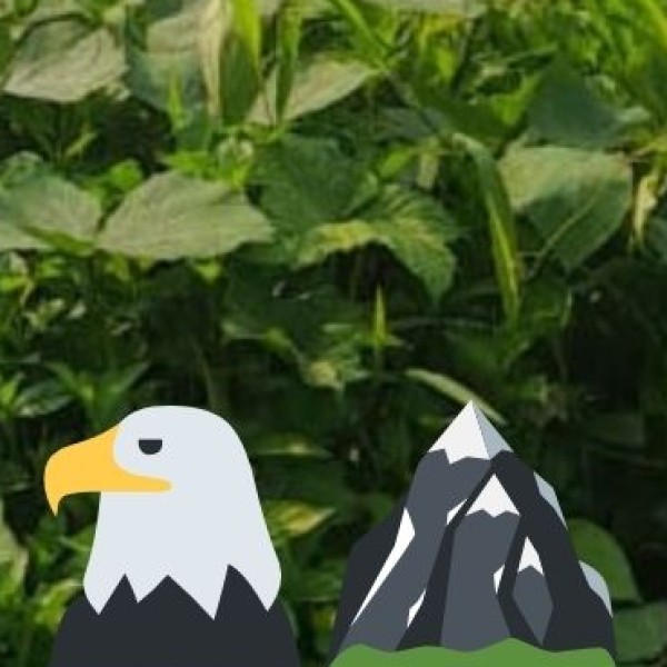 Golden Eagle – The King of the Skies