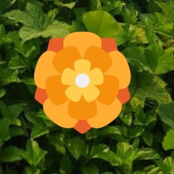 Shingba Rhododendron Sanctuary – The Valley of Flowers