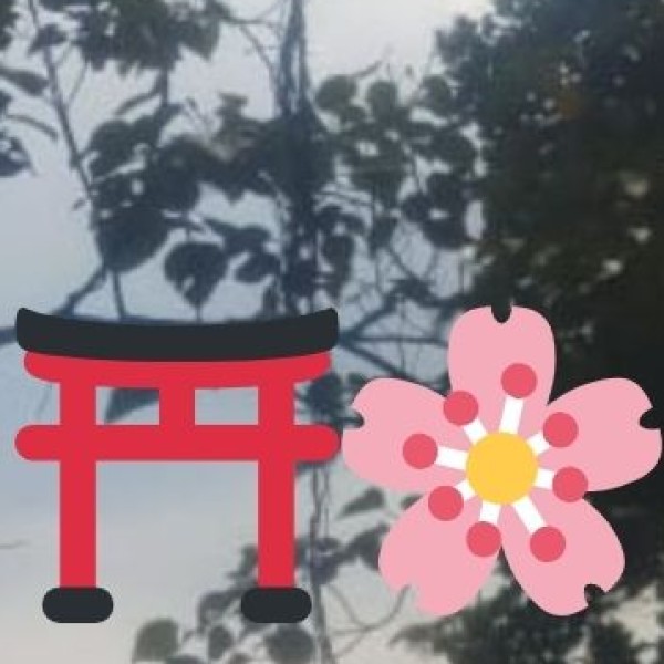 Blue Sheep (Bharal) – The Master of Camouflage