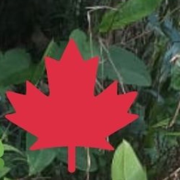 Neora Valley National Park – The Land of the Red Panda