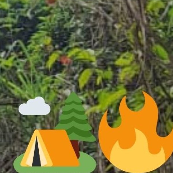 Tibetan Wolf – The Mysterious Predator