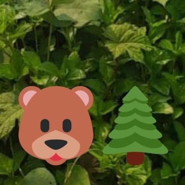 Himalayan Brown Bear – The Rarest Bear Species