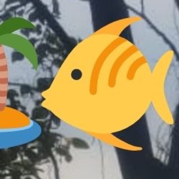 Visit the Fish Markets at Dawn