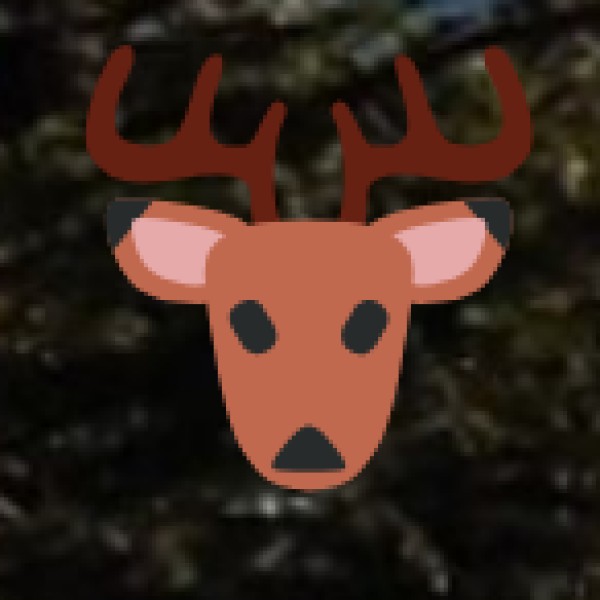 Spot Nilgiri Tahr at Eravikulam National Park