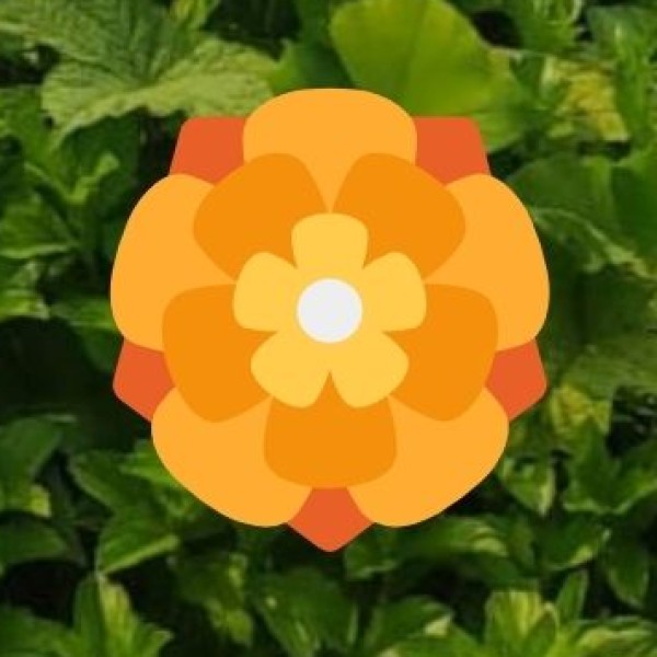 Unique Food Experiences in Davangere