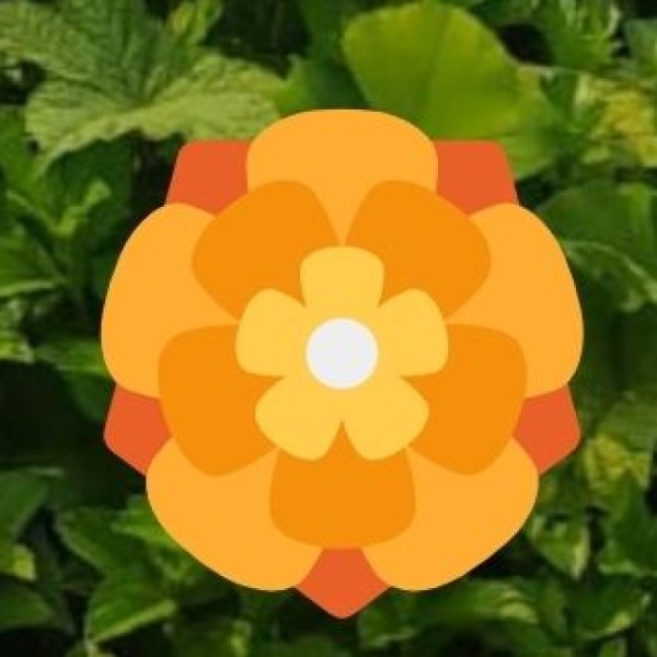 Festival & Nightlife Safety