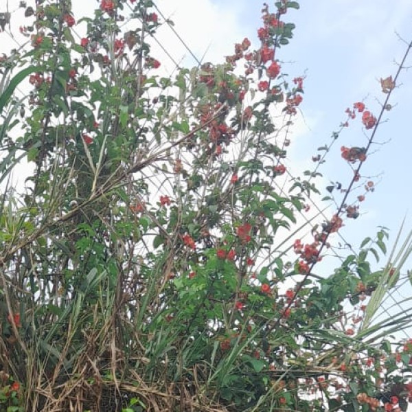 Travel Tips & Safety