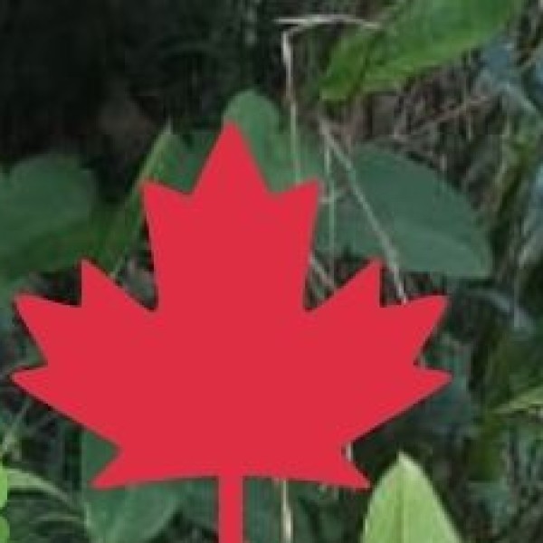 Davangere Benne Dosa Street