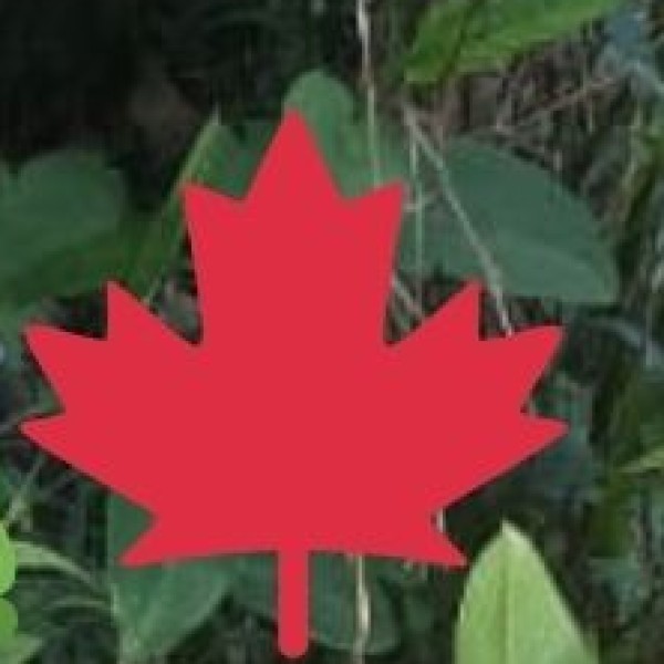 o Leisure Activities: