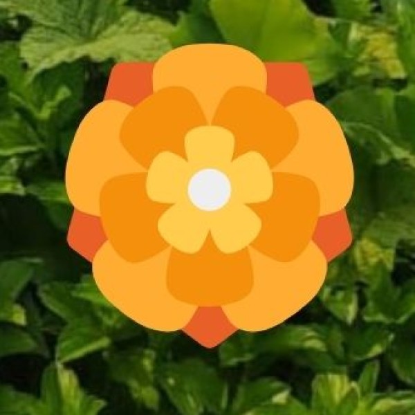 Marketing Strategies