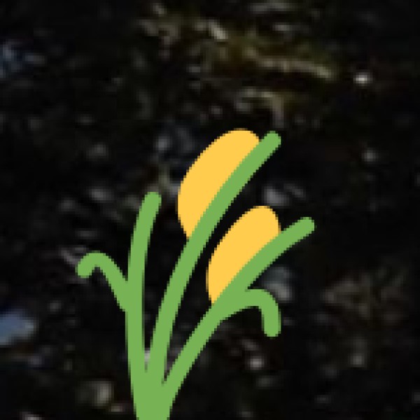 Spice Plantations of Gujarat-Cumin (Jeera)