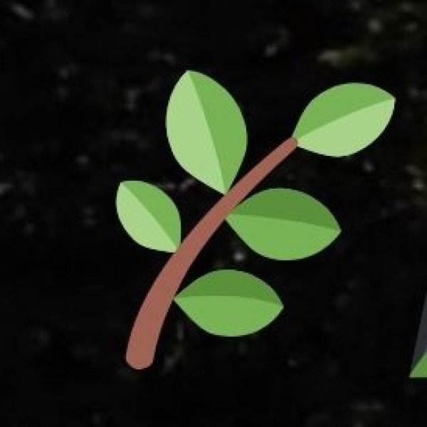 What to Do on a Tea Tour in Assam?