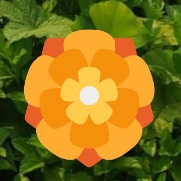 Major Crops ) Food Grains