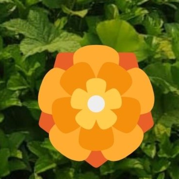 Export and Market Linkages