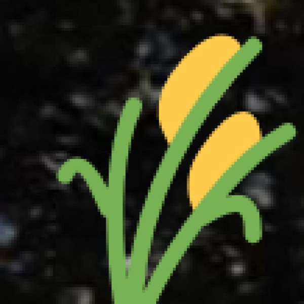 Kerala’s Spice Trade