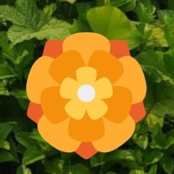 Kohima – The Picturesque Capital in the Hills