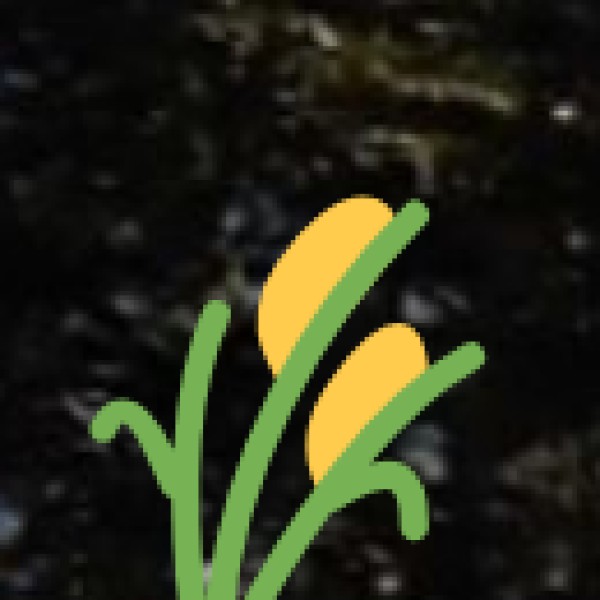 • Agricultural Festivals: