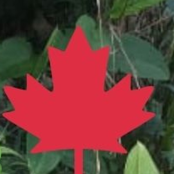 Pashmina Shawls – Luxurious & Soft