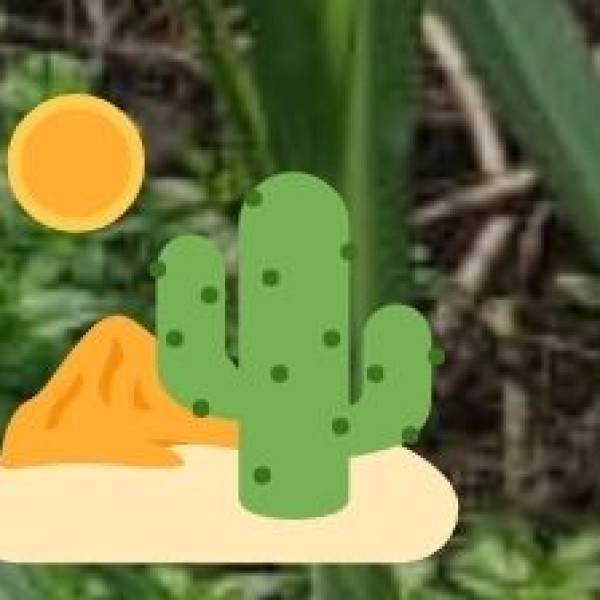 Best Wooden Crafts to Buy: