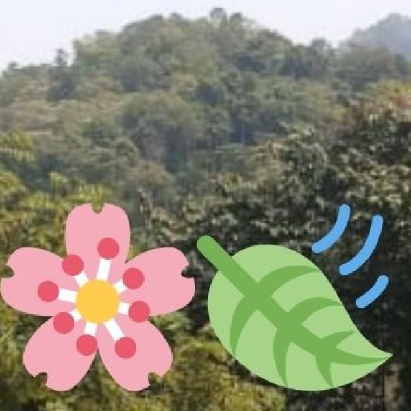 Kashmiri Namda Rugs – Handfelted Wool Rugs