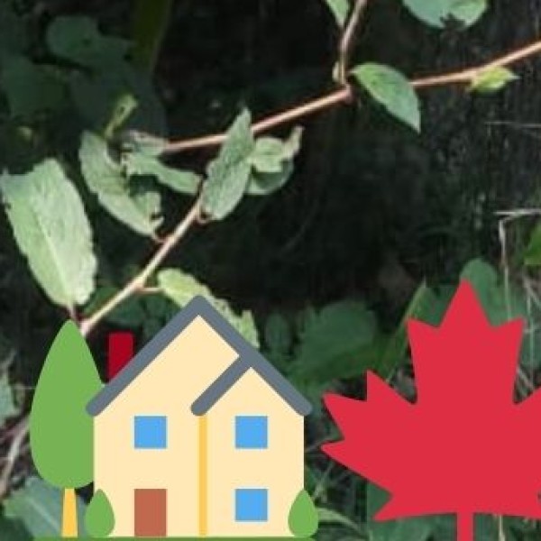 Hornbill Festival – The Festival of Festivals